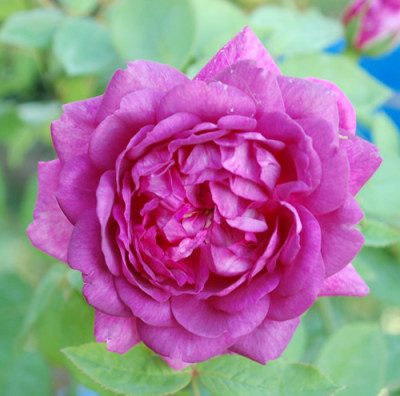 Reine_des_Violettes_0010__33331.jpg