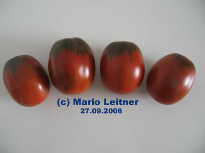 060927_Die_kleinen_Mohren_reife_Fruchte.jpg