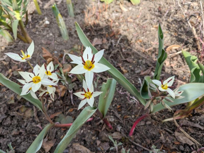 Tulpenfreude.jpg