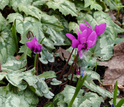 DSC01752_DxO.jpg