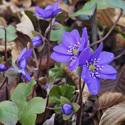 Hepatica x media 'Blue Jewel' 20240314_115725.jpg