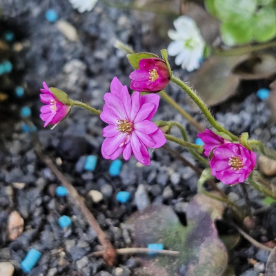 Hepatica japonica pink gefüllt 20240314_120426.jpg