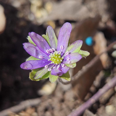 Hepatica Ohleila 20240314_120223.jpg