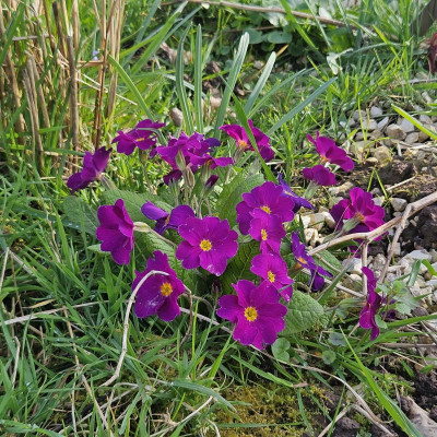 Primula vulgaris subsp. sibthorpii 20240314_160537.jpg
