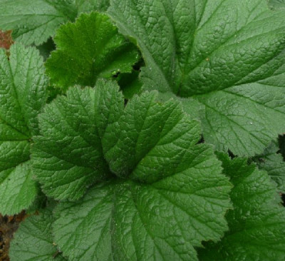 c_geum.jpg
