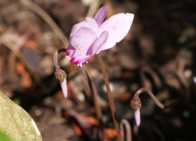 Cyclamen.jpg