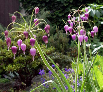 Allium_macranthum_2008-07-25.JPG
