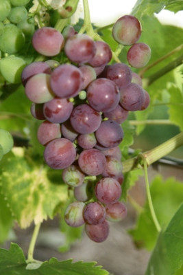 Maramitz01.jpg