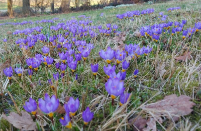 20240303_134024 Wiese Krokusse.jpg