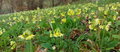 20240316_160933 Schlüsselblumen.jpg