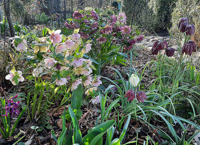 Helleborus Mitte März 24.jpg