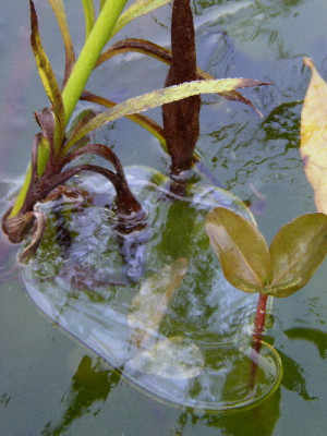 Teich_gefroren.jpg