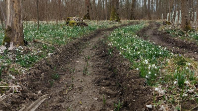 20240310_210943 Leucojum Auwald.jpg