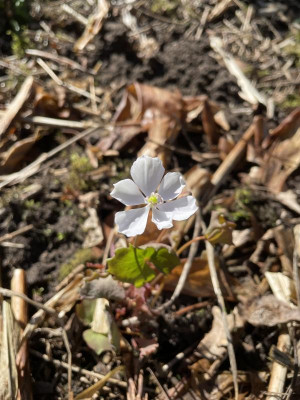 Jeffersonia diphylla 2024.jpg