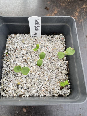 Sorbus pallescens Germination Marz 2024.jpg