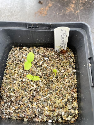 Stewartia serrata Germination March 2024.jpg