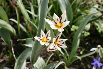 Tulipa turkestania.JPG