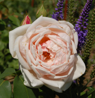 Gartendirektor_Julius_Schutze_0010__S2_33505.jpg