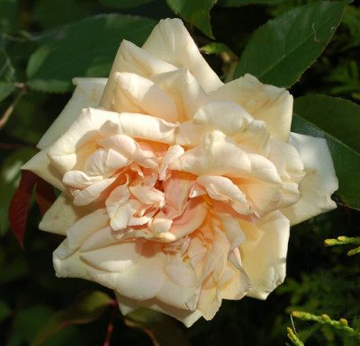 Reve_dOr_0010__P_33555.jpg