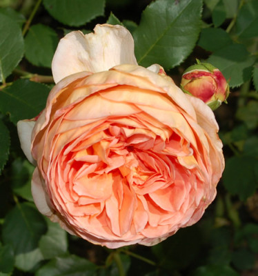 Abraham_Darby_0010__P_33575.jpg