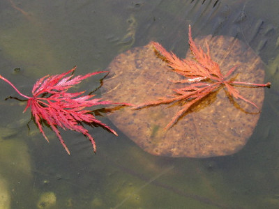 Teich_gefroren1.jpg