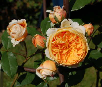 Crown_Princess_Margareta_0010__Teich_33568.jpg