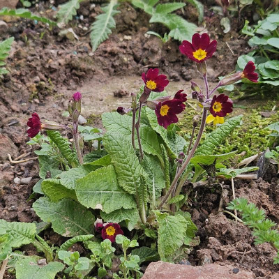Primula Veris Rot vorweiblich 20240317_131321.jpg