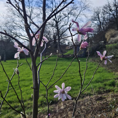 Magnolia x loebneri Leonard Messel 20240314_155757.jpg