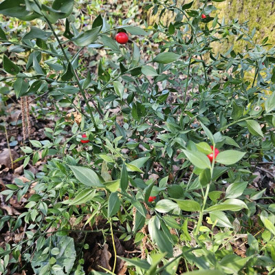 Ruscus aculeatus mit roten Beeren 20240314_155337.jpg