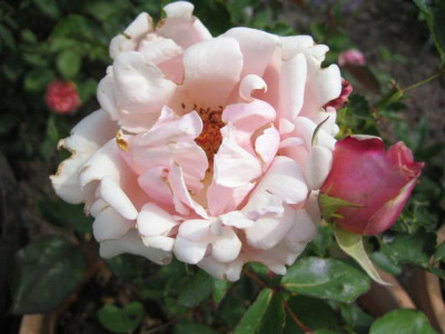 IMG_3232_Small.JPG
