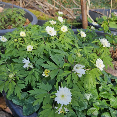 Anemone nemorosa Pleugers Plena 20240314_155401.jpg