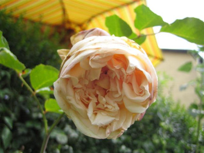 IMG_3225_Small.JPG