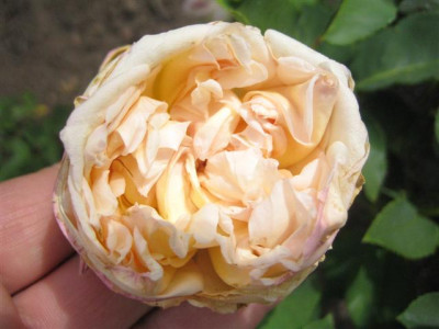 IMG_3226_Small.JPG