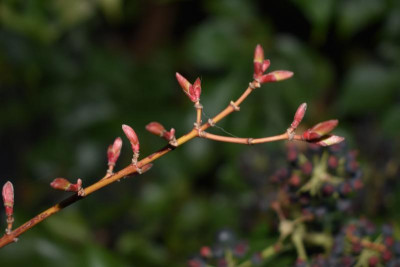 DSC_0678.JPG