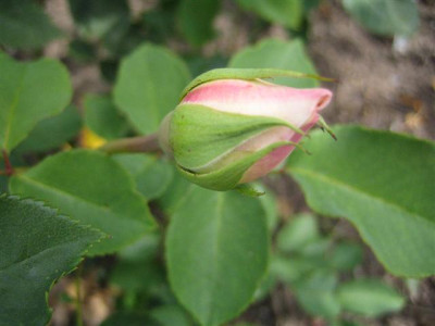 IMG_3228_Small.JPG