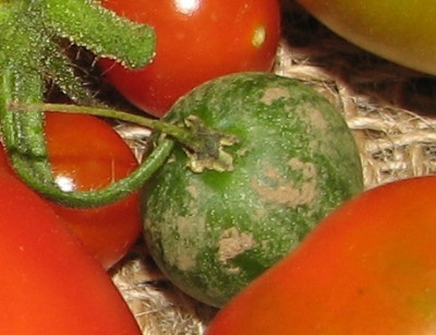 tzimbalo2.JPG