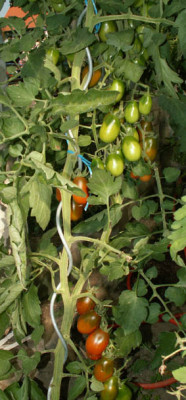 66_chornij_mavr_tomate.JPG