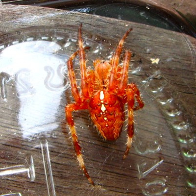 orange_Spinne_20080726-1.jpg