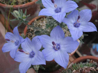 7.08._Campanula_fragilis_.JPG