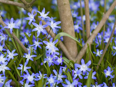chionodoxa.jpeg