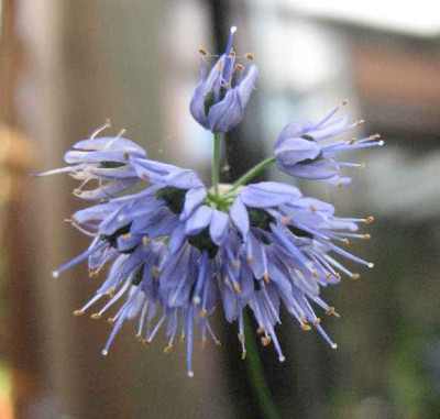 7.08._Allium_bessianum_.JPG