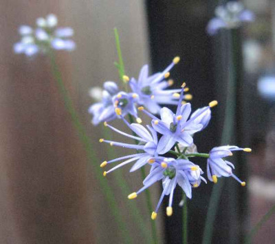 7.8._Allium_cyaneum_.JPG