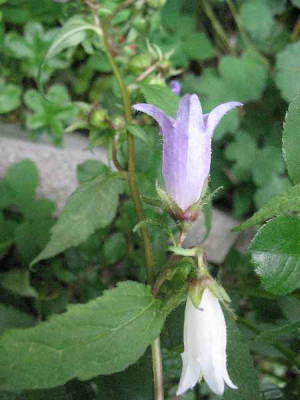 7.08._Campanula_trachelium_.JPG