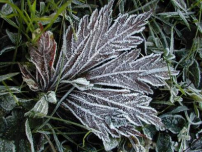 Acer_Reif.jpg