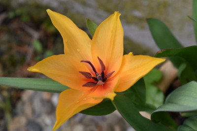 DSC_0701.JPG
