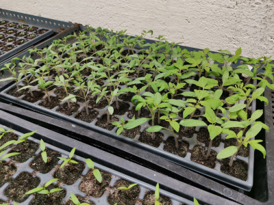 Tomaten 20240319.jpeg