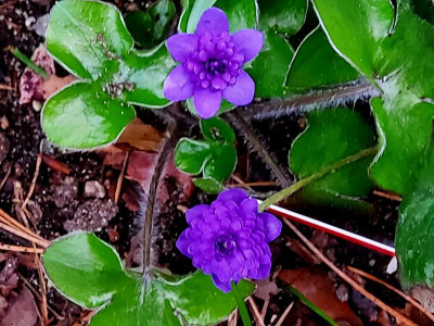 Hepatica AC1 untenMaria Theresia oben.jpg