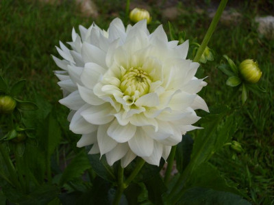 26._Juli_2008_006_kl.25_Dahlia_Karma_Maarten_Zwaan.JPG