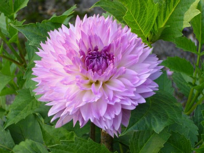 26._Juli_2008_029kl.22_Dahlia_Sakura_Fubuki_Einzelbl..JPG