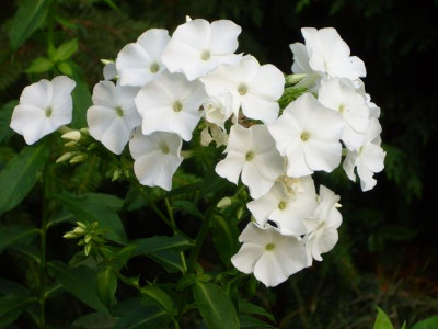26._Juli_2008_020_kl.22_Phlox_pan._wei.JPG